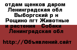 отдам щенков даром - Ленинградская обл., Выборгский р-н, Рощино пгт Животные и растения » Собаки   . Ленинградская обл.